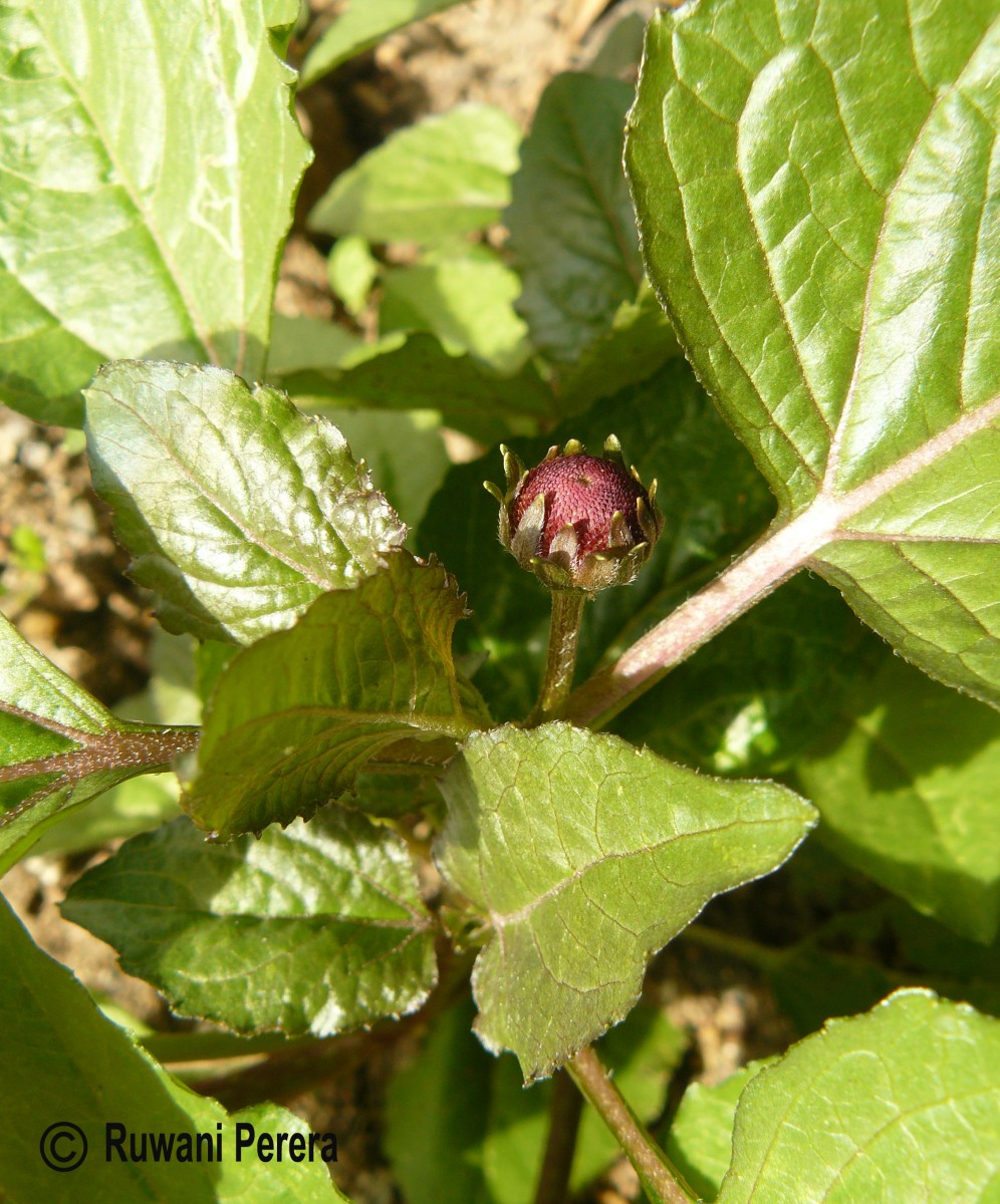 Acmella oleracea (L.) R.K.Jansen